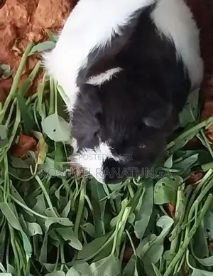 Guinea Pigs