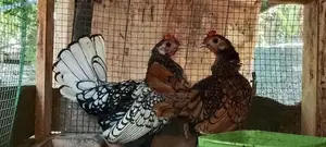 Bantam Sebright Chicken