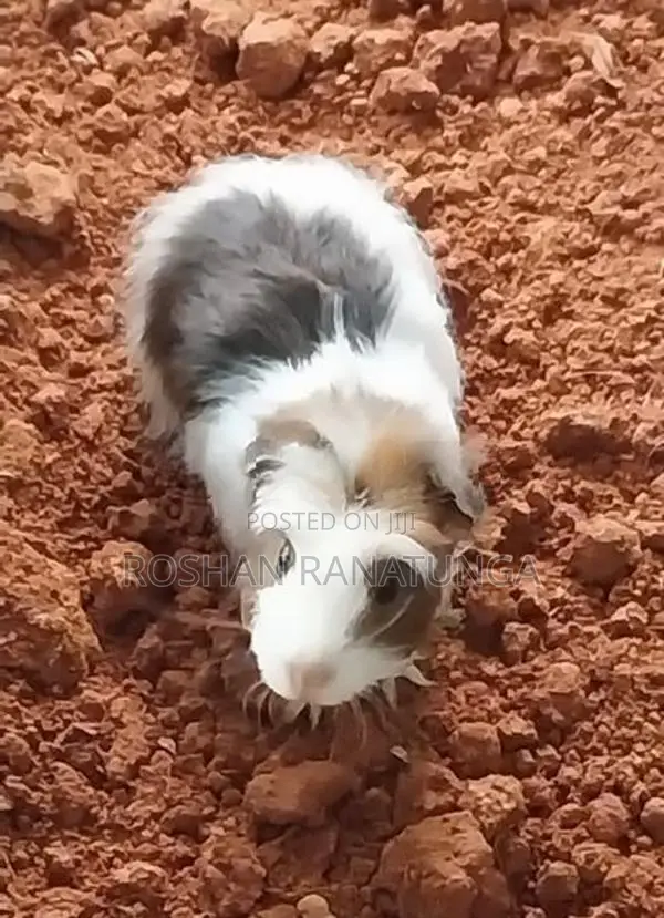 Guinea Pigs