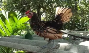 Bantam Sebright Chicken