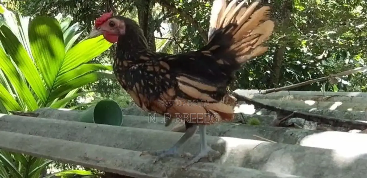 Bantam Sebright Chicken