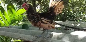 Bantam Sebright Chicken