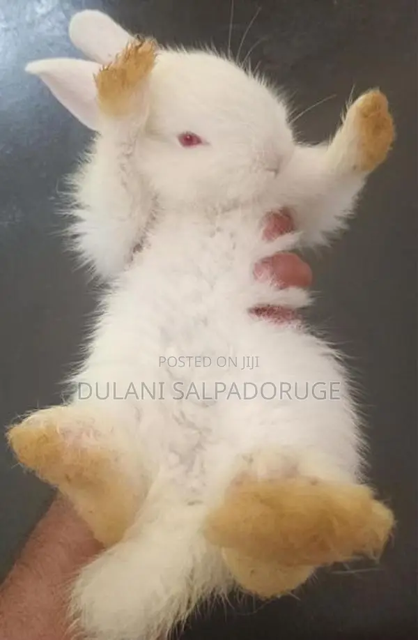 White Bunny