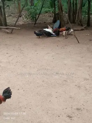 Farm Chicken