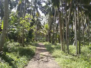 Coconut Land for Sale in Kegalle – Rambukkana