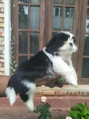 Shih Tzu Puppies