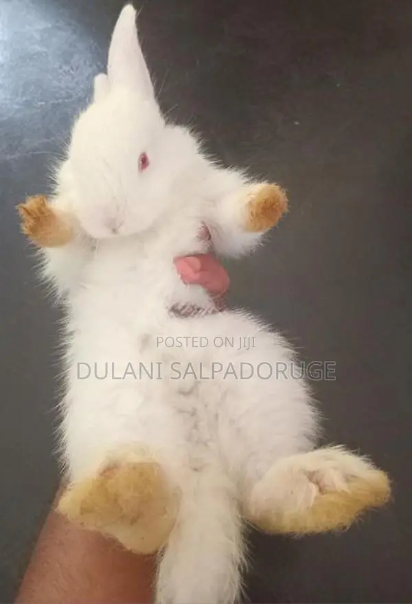 White Bunny