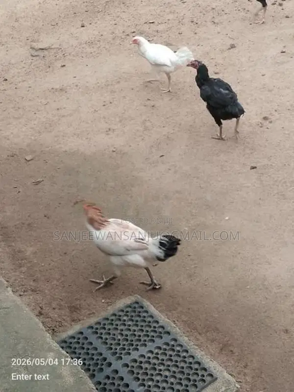 Farm Chicken