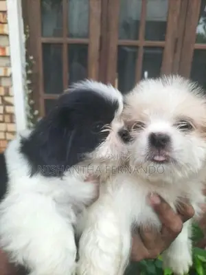 Shih Tzu Puppies
