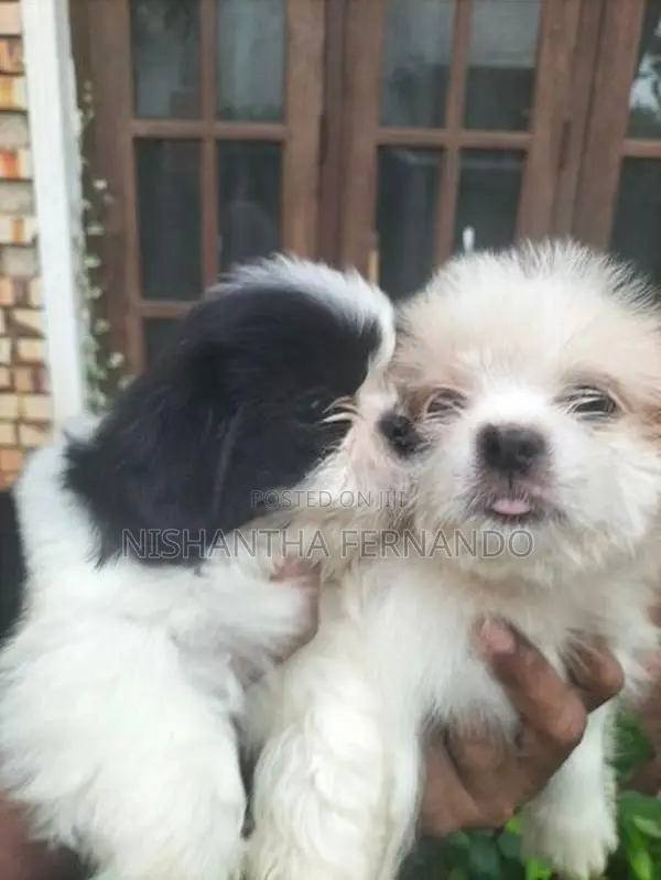 Shih Tzu Puppies