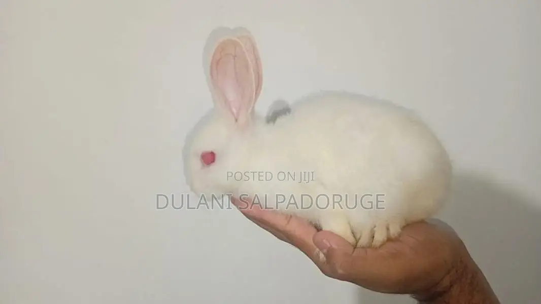 White Bunny