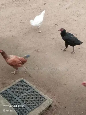 Farm Chicken