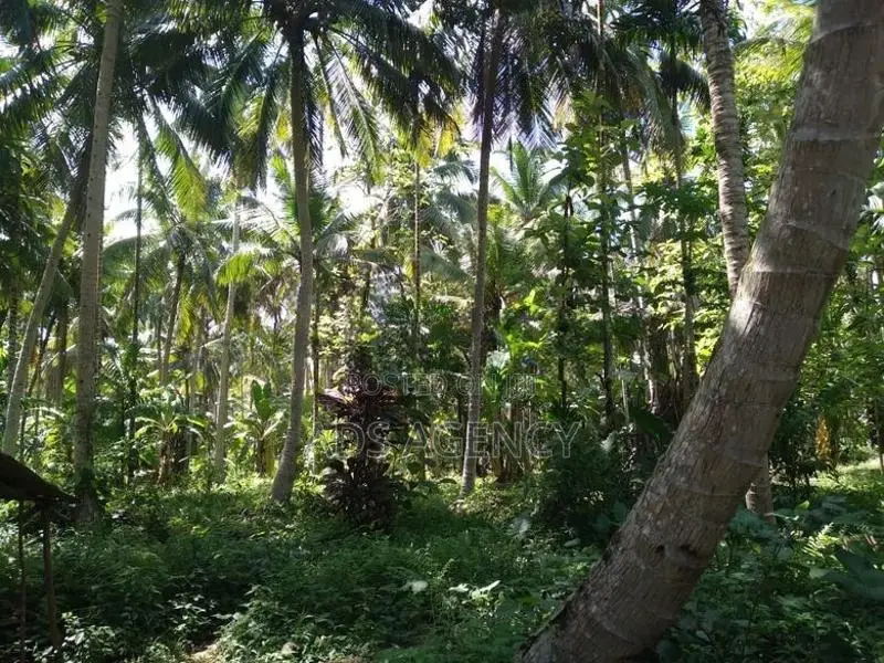 Coconut Land for Sale in Kegalle – Rambukkana
