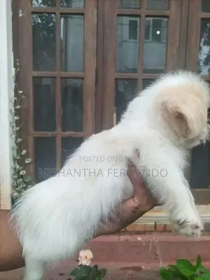 Shih Tzu Puppies