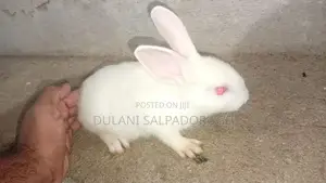 White Bunny