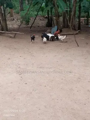 Farm Chicken