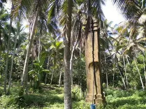 Coconut Land for Sale in Kegalle – Rambukkana