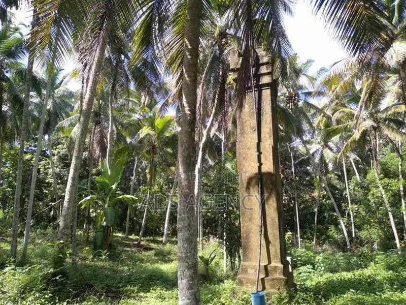 Coconut Land for Sale in Kegalle – Rambukkana