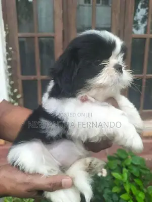 Shih Tzu Puppies