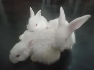White Bunny