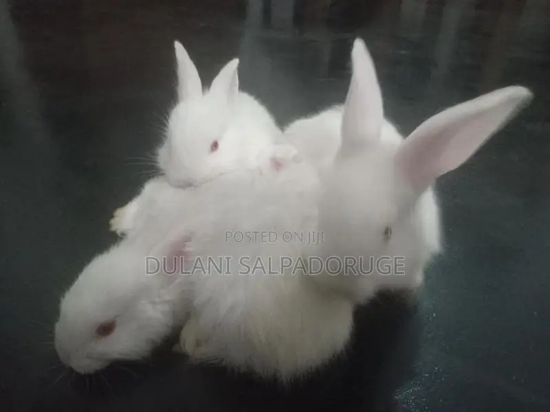 White Bunny