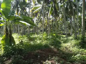 Coconut Land for Sale in Kegalle – Rambukkana
