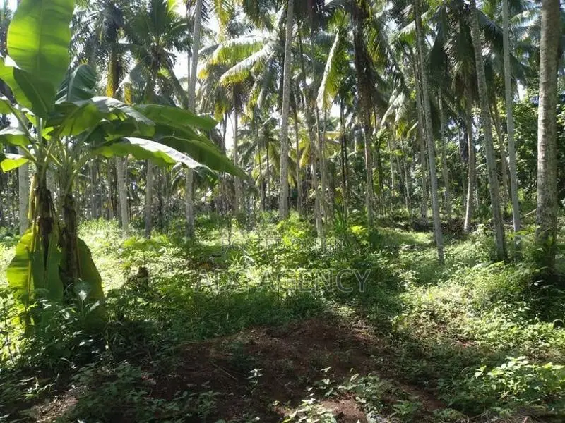 Coconut Land for Sale in Kegalle – Rambukkana