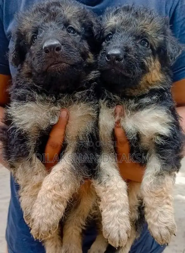 German Shepherd Puppies