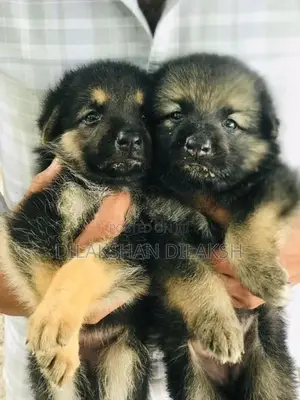 German Shepherd Puppies