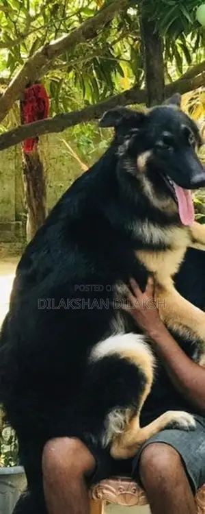 German Shepherd Puppies