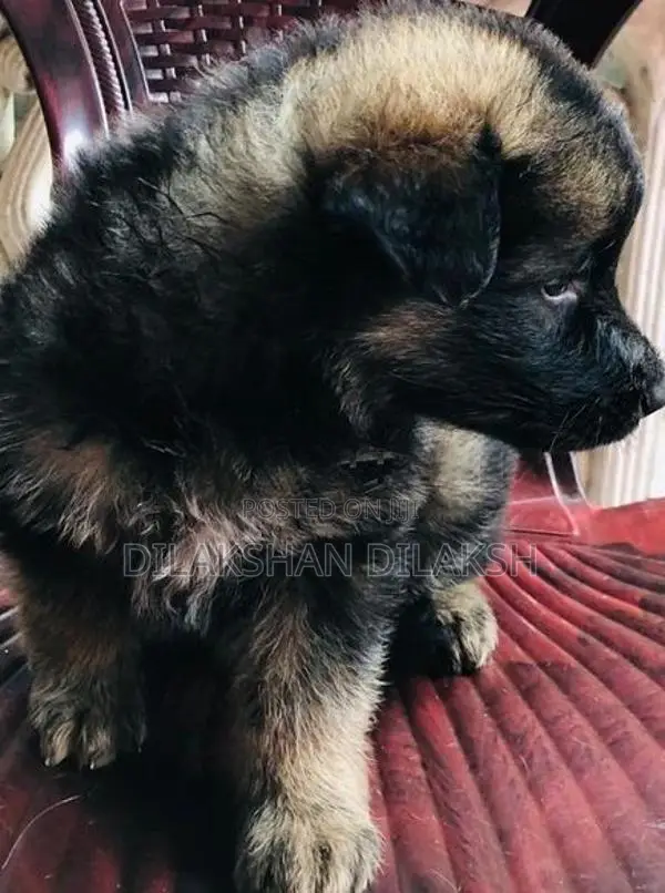 German Shepherd Puppies