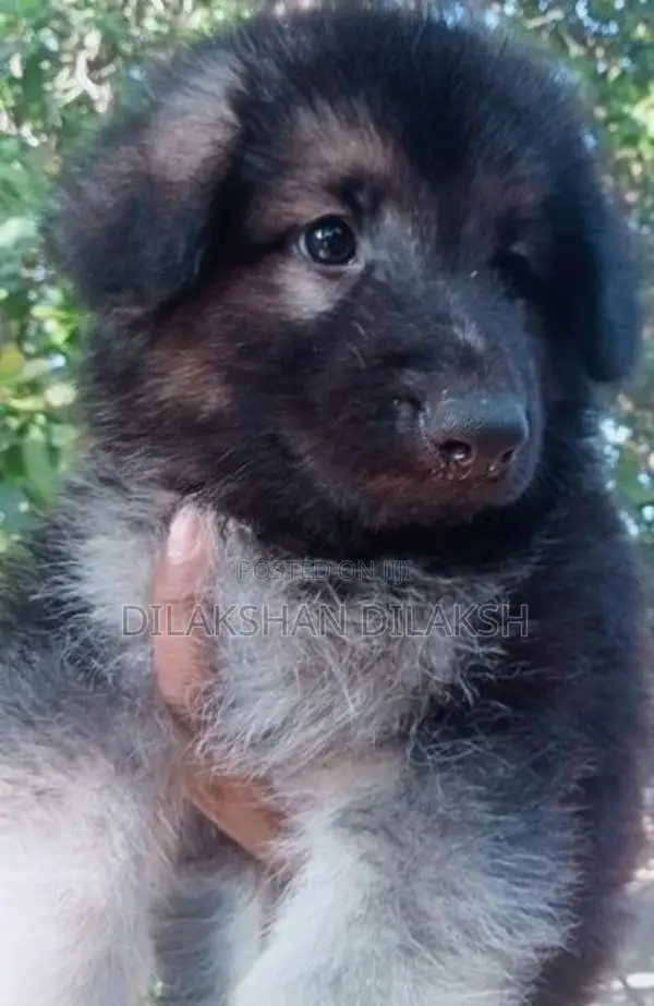 German Shepherd Puppies