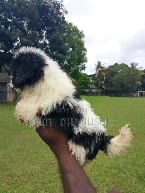 Shih Tzu Puppy