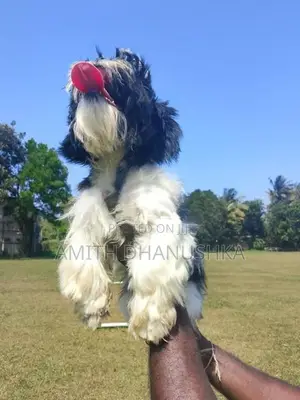 Shih Tzu Puppy