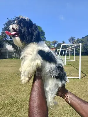 Shih Tzu Puppy