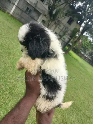 Shih Tzu Puppy