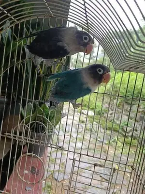 African Love Birds