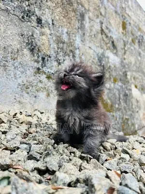Persian Kitten