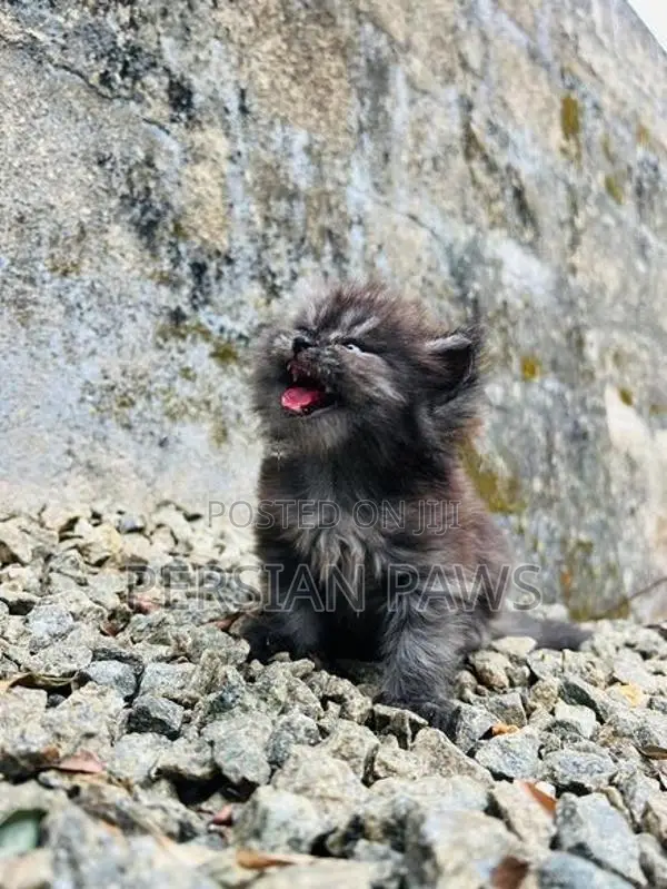 Persian Kitten