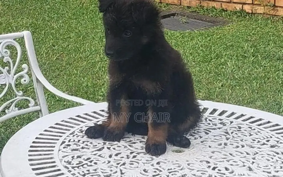 German Shepherd Puppies ( Female )