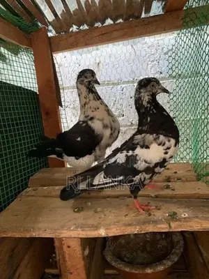 Pigeon