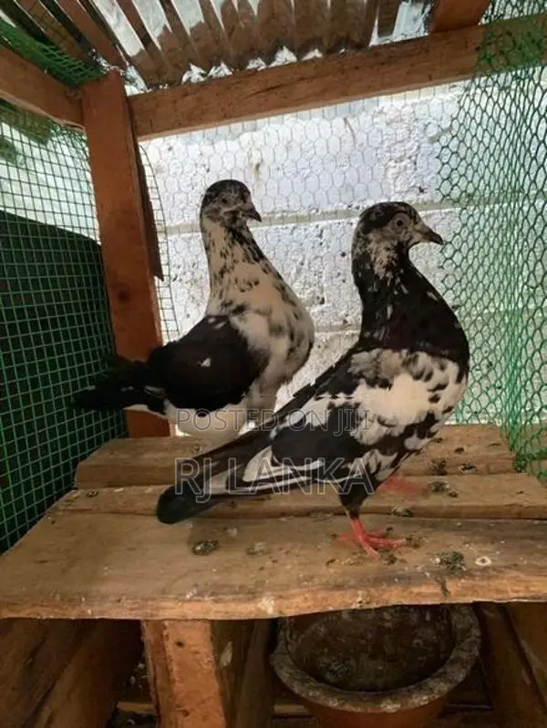 Pigeon
