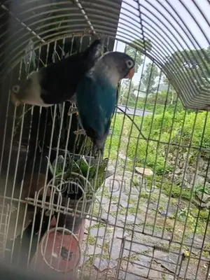 African Love Birds