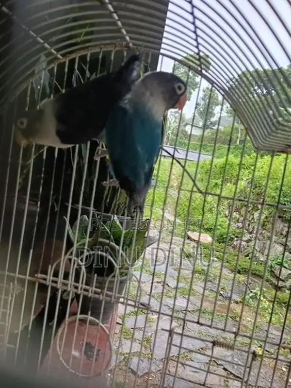 African Love Birds