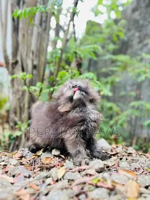 Persian Kitten