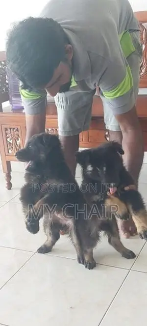 German Shepherd Puppies ( Female )