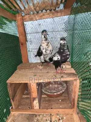 Pigeon