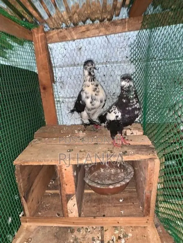 Pigeon