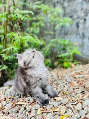 Persian Kitten