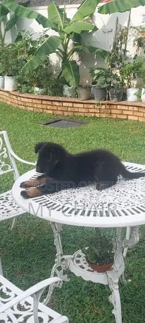 German Shepherd Puppies ( Female )